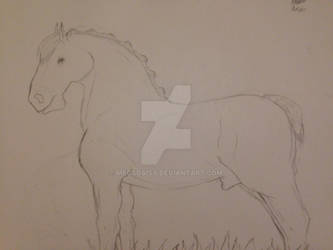 Percheron Sketch