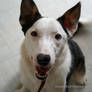 Border Collie Portrait