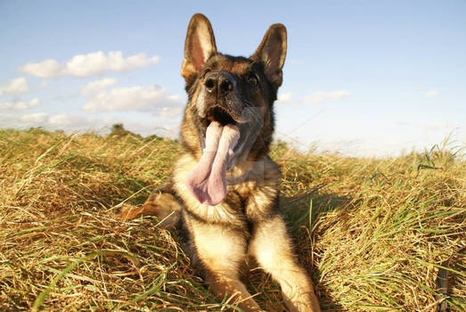 Smiley happy doggy