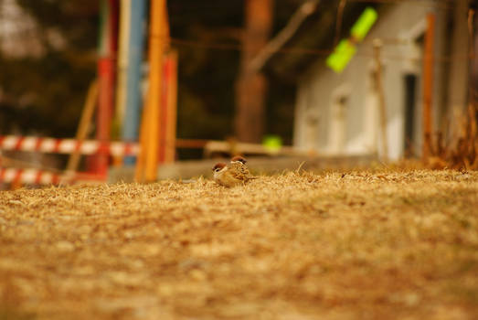 Passer domesticus