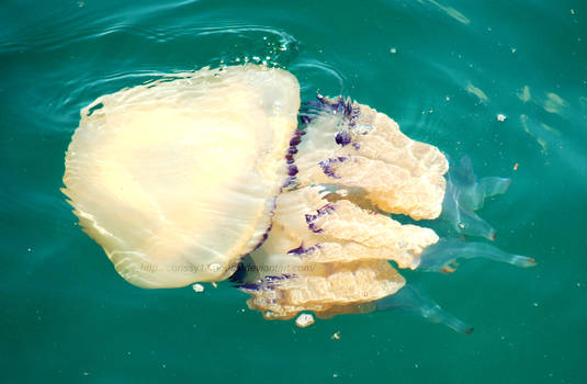 Jellyfish