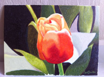 Tulip