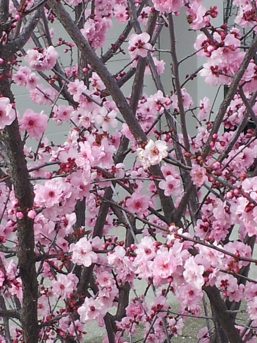Blossoms of pink