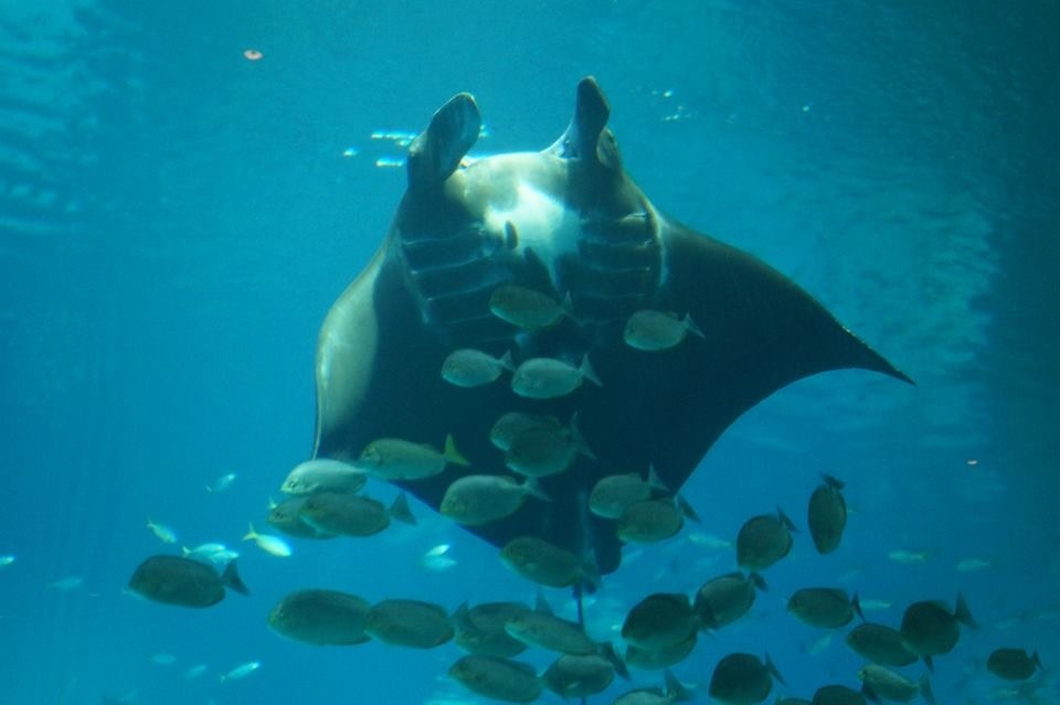 Mighty Manta Ray