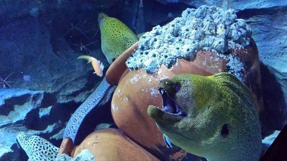 Moray Eels