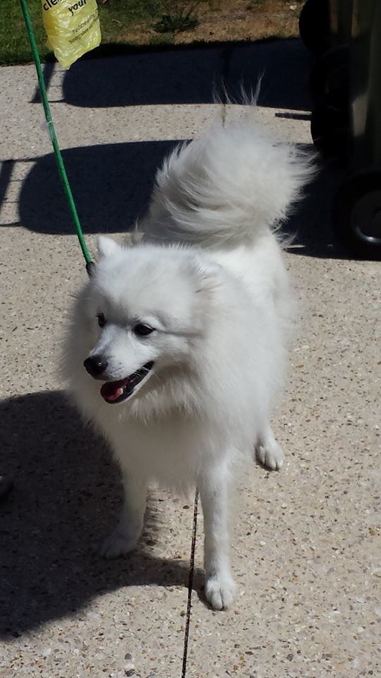 Japanese Spitz