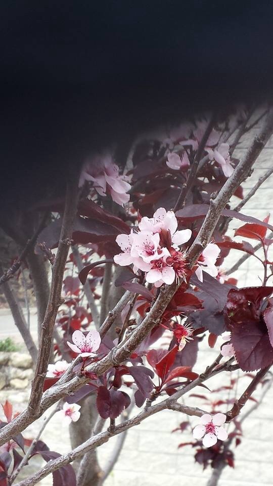 Cherry blossoms at ECU