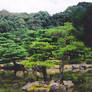 Reflection of a Tree