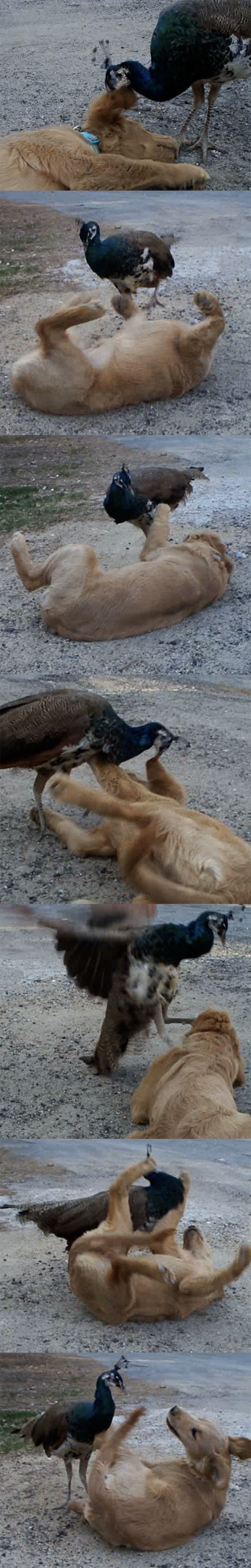 Buddy and Molly Playing