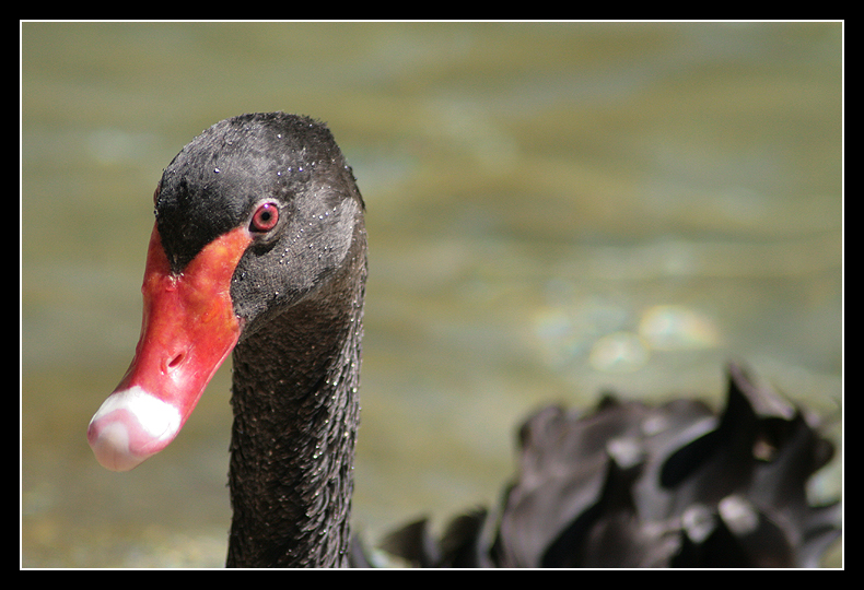 The Black Swan 2.