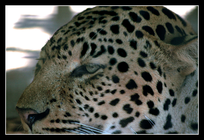 Leopard.