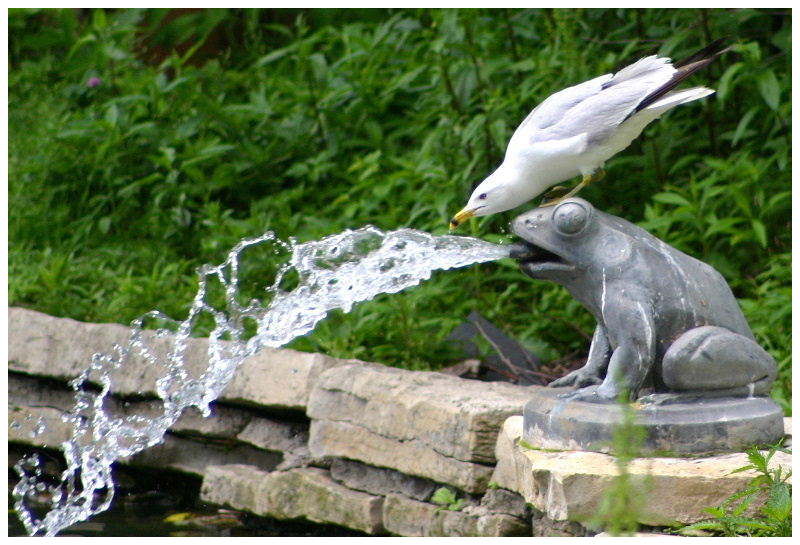 Thirsty Seagull and Frog