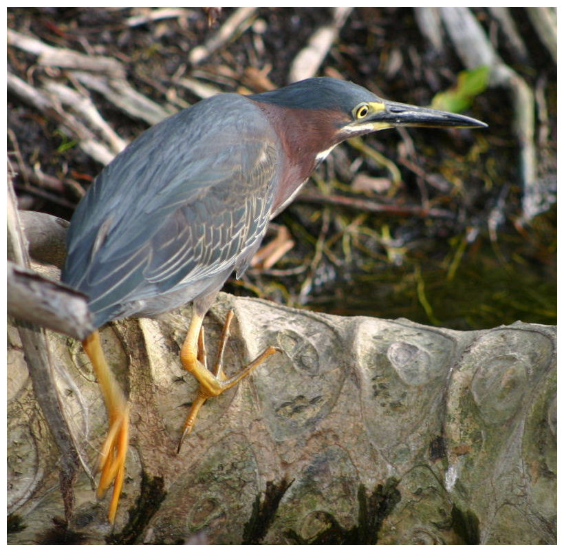 Green Heron v2