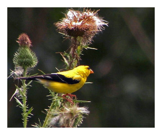 American Goldfinch