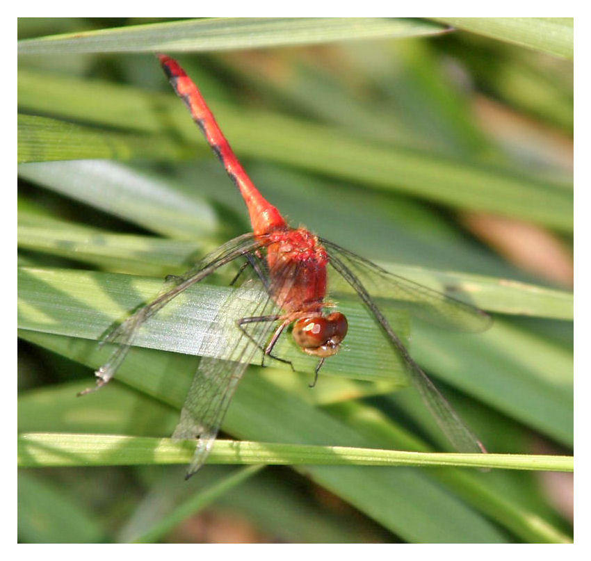 Red Dragon Fly by CTP on DeviantArt