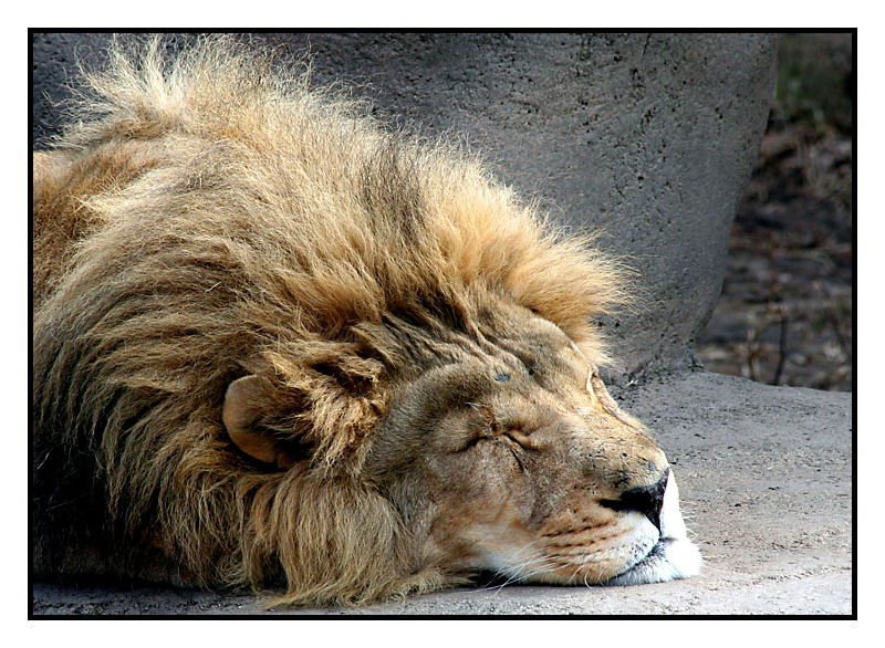 Sleeping King