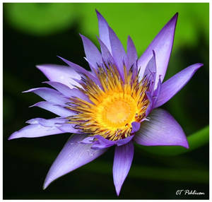 Purple Water Lily