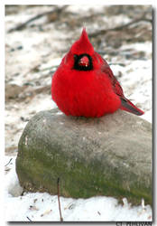 Red Cardinal v2