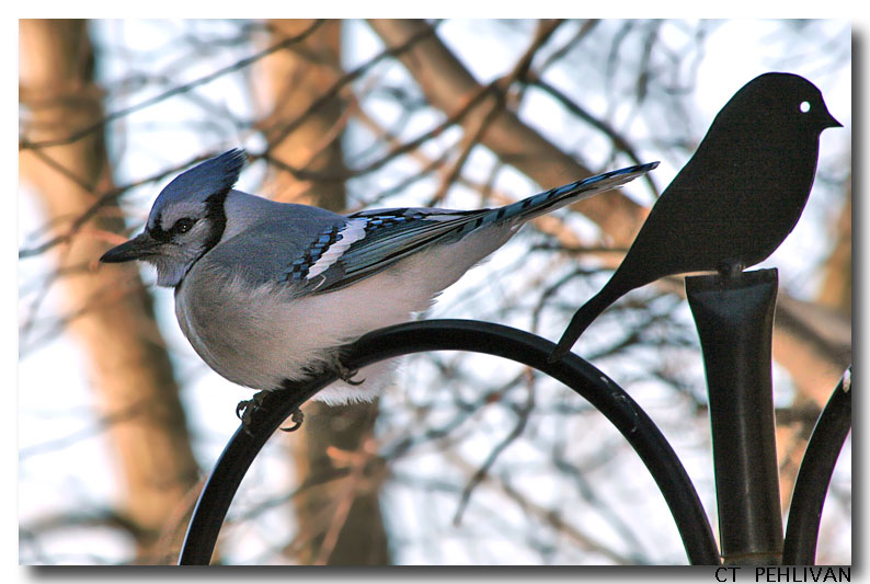 MY 1st BLUE JAY