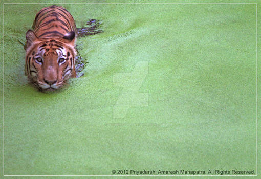 Tigers- Let's Save Them