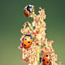 Tree of ladybugs...