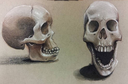 Skull Study