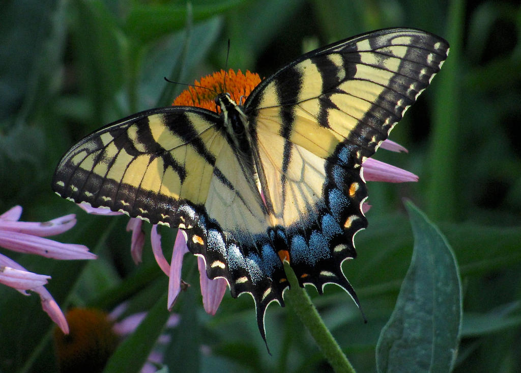 Eastern Tiger Swallowtail #5