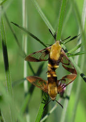 Snowberry Clearwing Moth #2