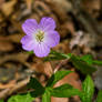 Wisconsin Wild Flower - Wild Geranium #1
