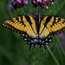 Eastern Tiger Swallowtail #40