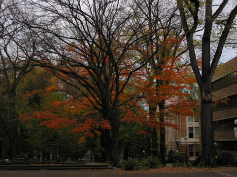 Fall colors at PSU