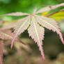 Japanese Maple