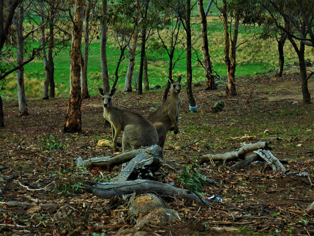 Two Headed Kangaroo by ThomasDyne on DeviantArt