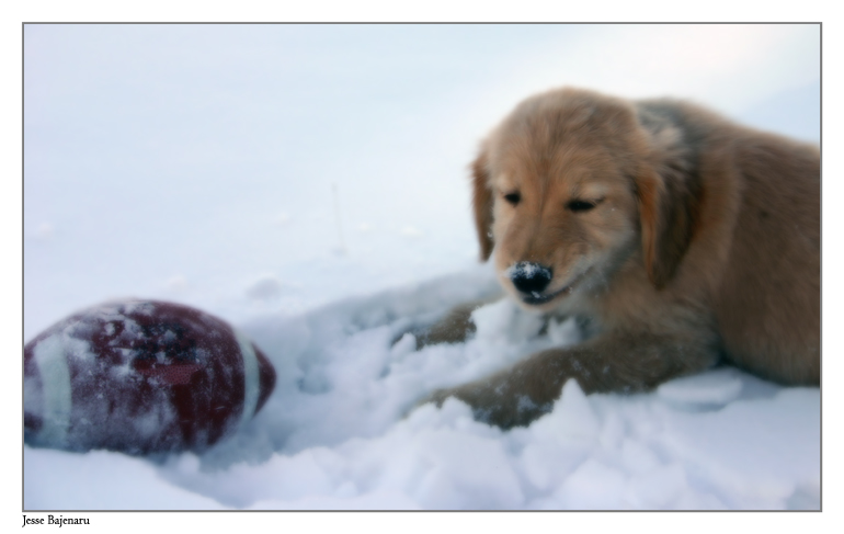 Puppy Expression - Playful