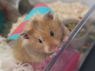 Biscuit my hamster