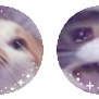 F2U meme cats divider