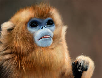 Golden Snub Nosed Monkey