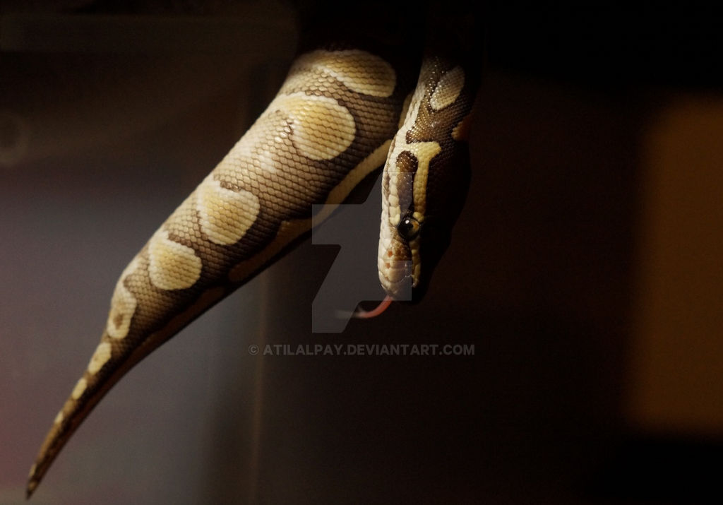 Ball Python by atilalpay on DeviantArt