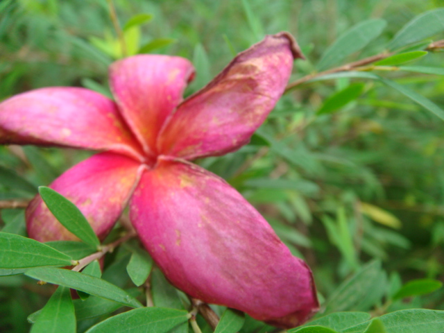 flower at fort