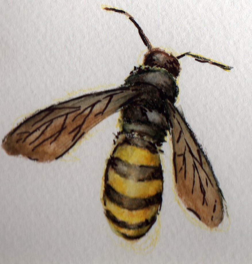 Bee Study I