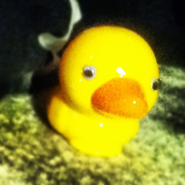 My creepy duck