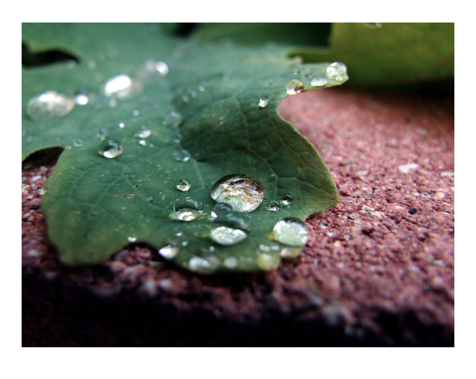 water doplet on leaf 2