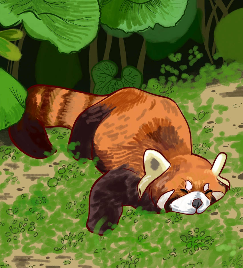 Red Panda by sumomarichetty on DeviantArt