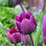 Purple tulips