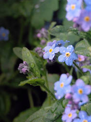 Forget-me-nots