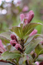 Unknown flower