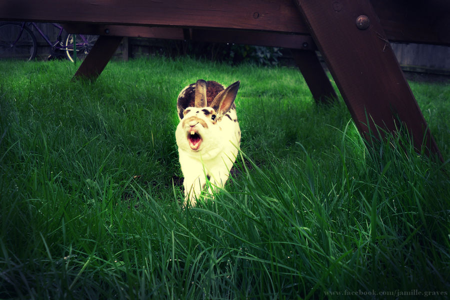 Yawning Rabbit Png Yawning rabbit by jamillegraves on DeviantArt