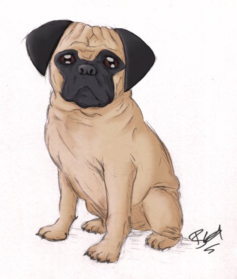 Pug