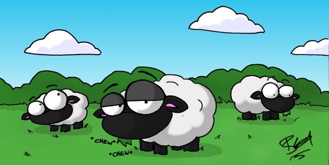 Sheep