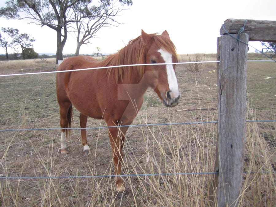 Cisco, the fat pony